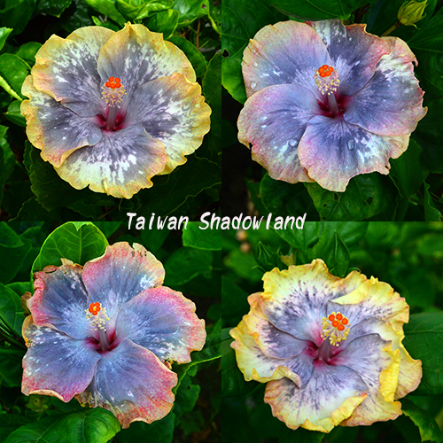 Taiwan Shadowland